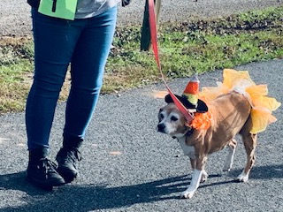 2020 Fall Festival and Howl-o-ween Pet Parade