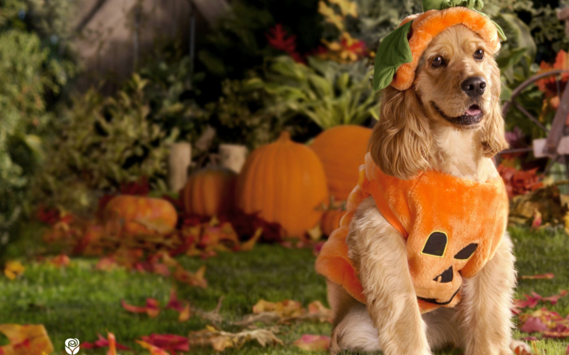 Pumpkin Dog